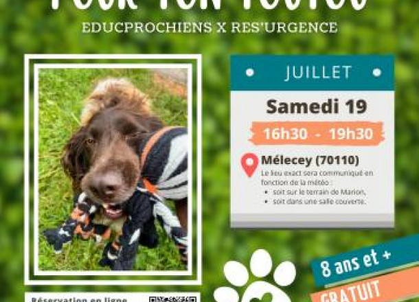 Atelier cratif : jouets pour chien
